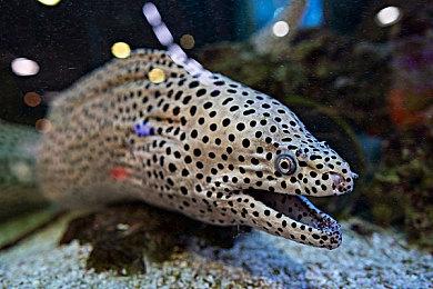 IGN记者坚称《黑神话：悟空》开发者辱女 抱怨试玩版没女性角色